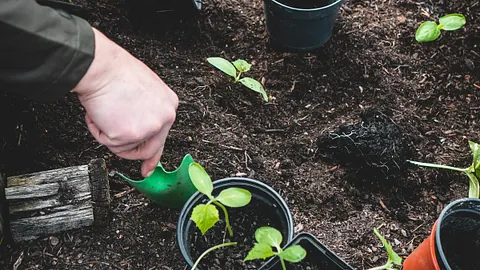 [Groenvoorziening, aanplanting van tuin]